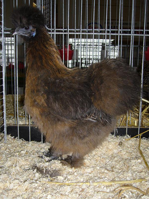 Bezirksschau Luebbecke 252.jpg - Seidenhühner wildfarbig von Dennis Steinberg Preis sg 95 E